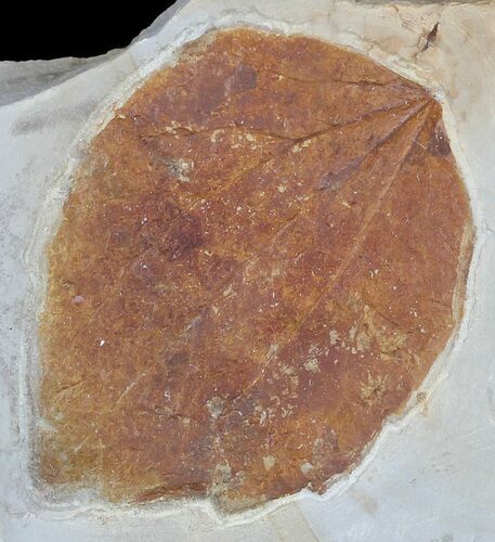 Fossil Leaf (Zizyphoides) - Montana #56197